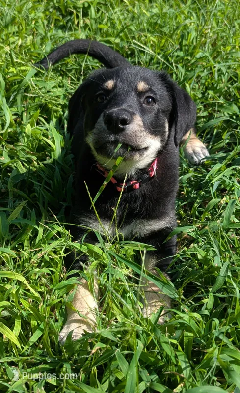 Tia – German Shepherd Dog, Bernese Mountain Dog puppy for sale in Fort Worth, TX