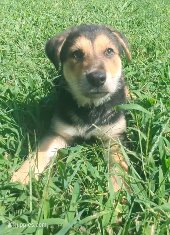 Cheeks – German Shepherd Dog, Bernese Mountain Dog puppy for sale in Fort Worth, TX