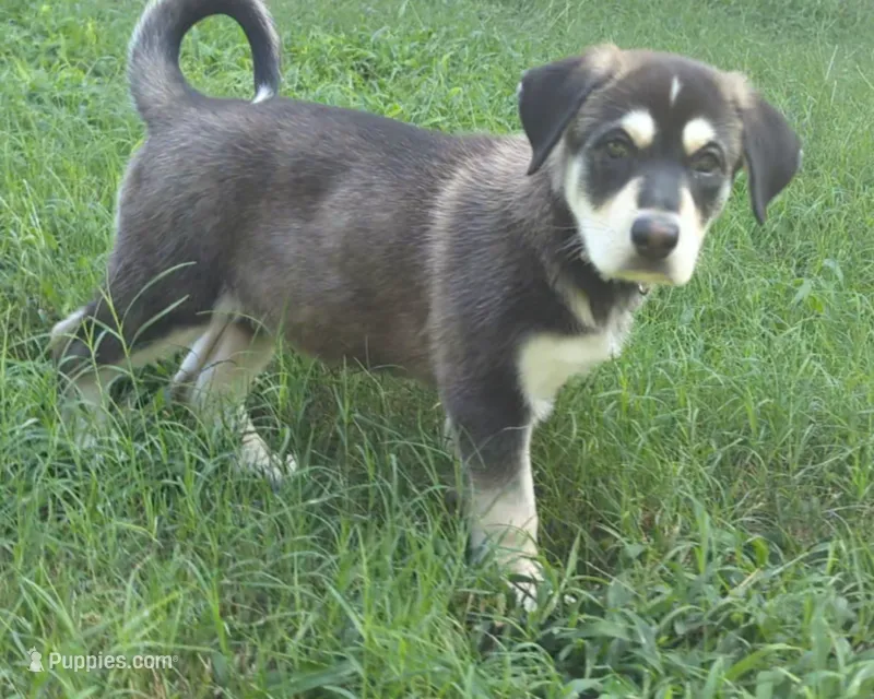Bandi – German Shepherd Dog, Bernese Mountain Dog puppy for sale in Fort Worth, TX
