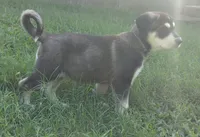 Bandi, a female German Shepherd Dog and Bernese Mountain Dog for sale in Fort Worth, TX – 3 of 5