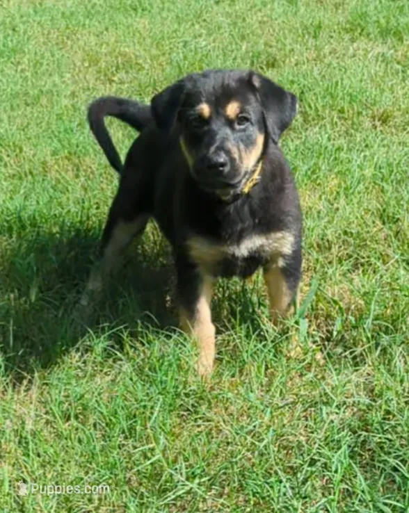 Chill – German Shepherd Dog, Bernese Mountain Dog puppy for sale in Fort Worth, TX