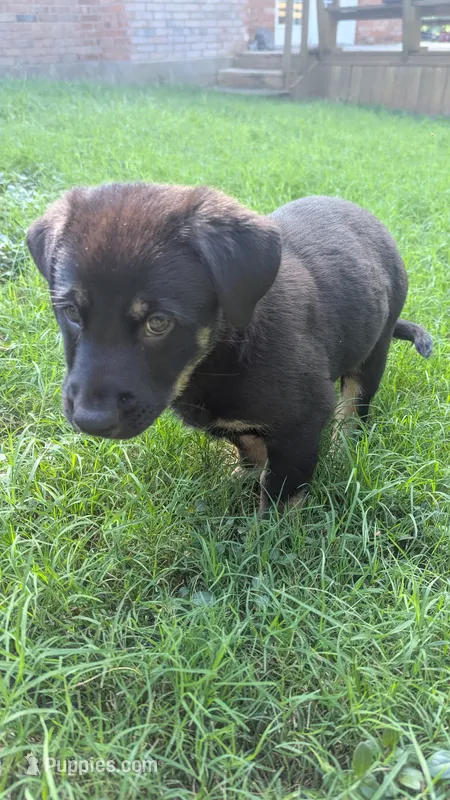 Fred – German Shepherd Dog, Bernese Mountain Dog puppy for sale in Fort Worth, TX