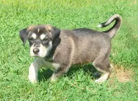 Bandi, a female German Shepherd Dog and Bernese Mountain Dog for sale in Fort Worth, TX – 4 of 5