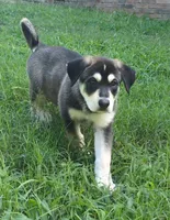 Bandi, a female German Shepherd Dog and Bernese Mountain Dog for sale in Fort Worth, TX – 2 of 5