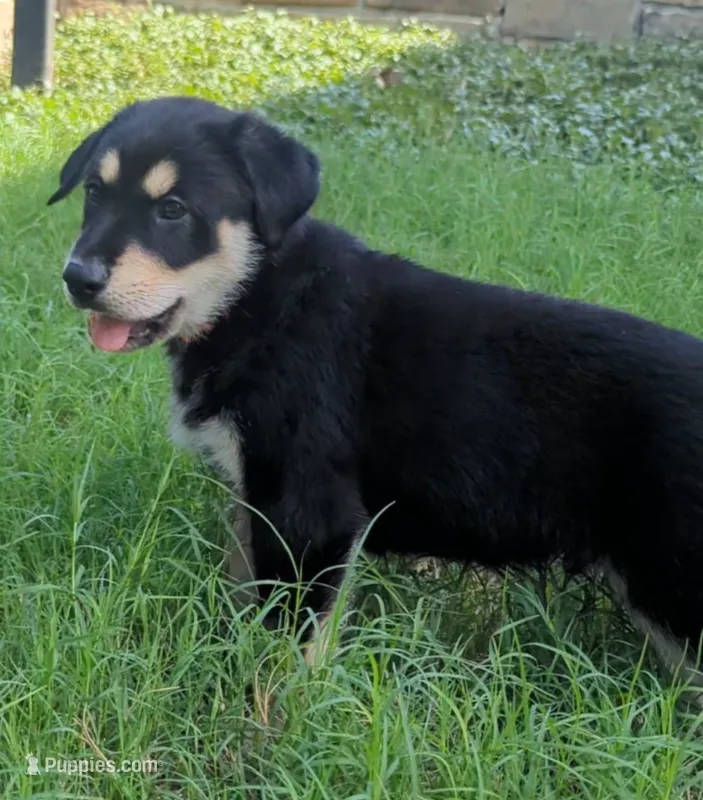 Punk – German Shepherd Dog, Bernese Mountain Dog puppy on hold in Fort Worth, TX