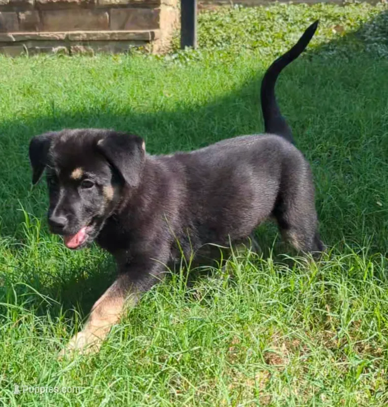Tamara  – German Shepherd Dog, Bernese Mountain Dog puppy for sale in Fort Worth, TX