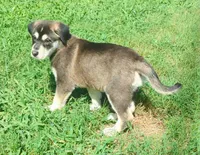 Bandi, a female German Shepherd Dog and Bernese Mountain Dog for sale in Fort Worth, TX – 5 of 5