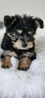 Toby, a male Yorkipoo for sale in Bakersfield, CA – Photo 4 of 4