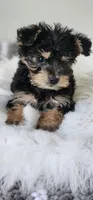 Toby, a male Yorkipoo for sale in Bakersfield, CA – Photo 1 of 4