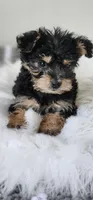 Toby, a male Yorkipoo for sale in Bakersfield, CA – Photo 2 of 4