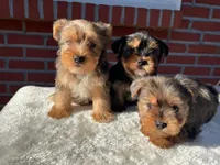 Teddy, a male Yorkshire Terrier for sale in Bakersfield, CA – Photo 3 of 10