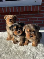 Teddy, a male Yorkshire Terrier for sale in Bakersfield, CA – Photo 5 of 10