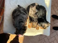 Teddy, a male Yorkshire Terrier for sale in Bakersfield, CA – Photo 9 of 10