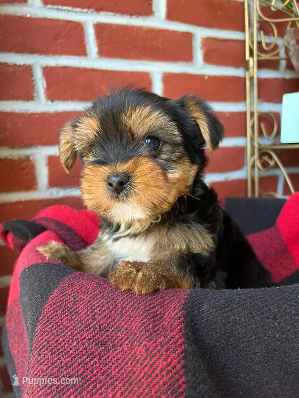 Teddy, a male Yorkshire Terrier for sale in Bakersfield, CA – Photo 1 of 10