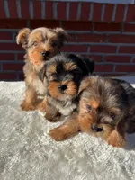 Teddy, a male Yorkshire Terrier for sale in Bakersfield, CA – Photo 10 of 10