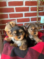 Teddy, a male Yorkshire Terrier for sale in Bakersfield, CA – Photo 4 of 10