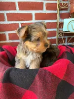Teddy, a male Yorkshire Terrier for sale in Bakersfield, CA – Photo 8 of 10
