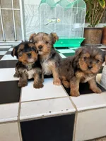 Teddy, a male Yorkshire Terrier for sale in Bakersfield, CA – Photo 7 of 10