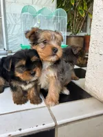 Teddy, a male Yorkshire Terrier for sale in Bakersfield, CA – Photo 6 of 10
