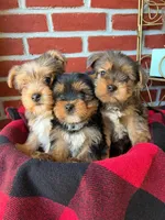Teddy, a male Yorkshire Terrier for sale in Bakersfield, CA – Photo 2 of 10