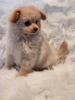 Mia, a male Pomapoo for sale in Bakersfield, CA – Photo 5 of 10