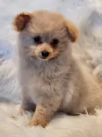 Mia, a male Pomapoo for sale in Bakersfield, CA – Photo 1 of 10