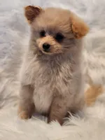 Mia, a male Pomapoo for sale in Bakersfield, CA – Photo 7 of 10