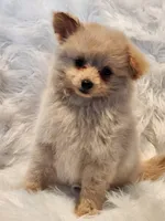 Mia, a male Pomapoo for sale in Bakersfield, CA – Photo 10 of 10