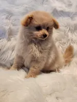 Mia, a male Pomapoo for sale in Bakersfield, CA – Photo 2 of 10