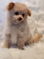 Mia, a male Pomapoo for sale in Bakersfield, CA – Photo 4 of 10