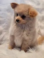 Mia, a male Pomapoo for sale in Bakersfield, CA – Photo 8 of 10