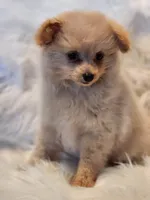 Mia, a male Pomapoo for sale in Bakersfield, CA – Photo 3 of 10