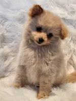 Mia, a male Pomapoo for sale in Bakersfield, CA – Photo 9 of 10