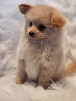 Mia, a male Pomapoo for sale in Bakersfield, CA – Photo 6 of 10