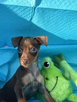 Whiskey , a male Miniature Pinscher for sale in Franklin, GA – Photo 5 of 8
