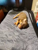 processed/ff3cff98-1143-4267-8226-10975172ba24/listing/08e2d8f4-6e65-45aa-a3c4-24b5f0910c91/4c9e4164-2958-4f4d-a354-f42f4179c5a3