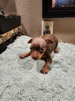 Whiskey , a male Miniature Pinscher for sale in Franklin, GA – Photo 2 of 4