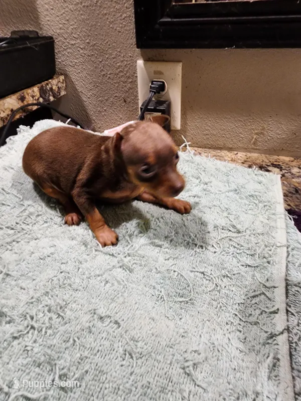 Whiskey  – Miniature Pinscher puppy for sale in Franklin, GA
