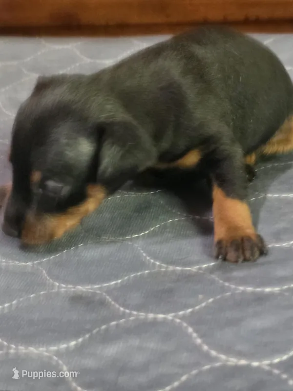 Wrangler – Miniature Pinscher puppy for sale in Franklin, GA