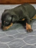 Wrangler, a male Miniature Pinscher for sale in Franklin, GA – Photo 1 of 7