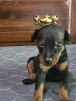 Wrangler, a male Miniature Pinscher for sale in Franklin, GA – Photo 6 of 7