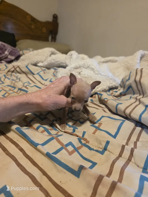 Aurora/Christmas Pups