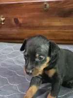 Wrangler, a male Miniature Pinscher for sale in Franklin, GA – Photo 5 of 7