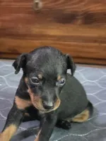 Wrangler, a male Miniature Pinscher for sale in Franklin, GA – Photo 3 of 7