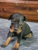 Wrangler, a male Miniature Pinscher for sale in Franklin, GA – Photo 2 of 7