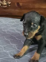 Wrangler, a male Miniature Pinscher for sale in Franklin, GA – Photo 4 of 7
