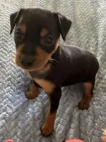 Wrangler, a male Miniature Pinscher for sale in Franklin, GA – Photo 2 of 4