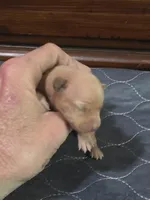 Ruby, a female Miniature Pinscher for sale in Franklin, GA – Photo 3 of 6