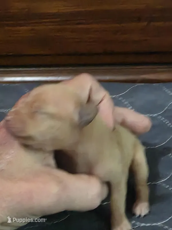 Ruby – Miniature Pinscher puppy for sale in Franklin, GA