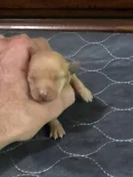 Ruby, a female Miniature Pinscher for sale in Franklin, GA – Photo 6 of 6